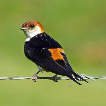 Greater Striped Swallow