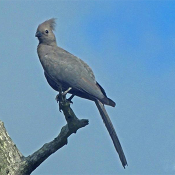 Grey Go-away-bird