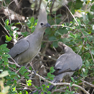 Grey Go-away-bird
