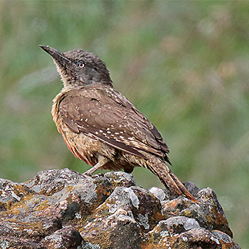 Ground Woodpecker