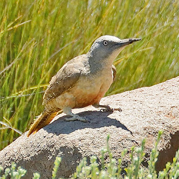 Ground Woodpecker