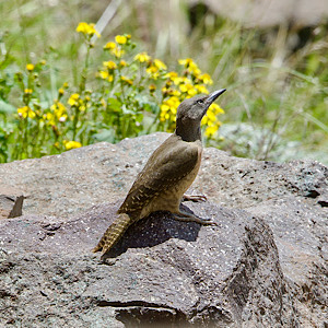 Ground Woodpecker