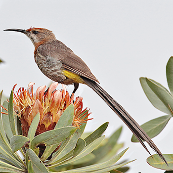 Gurney's Sugarbird