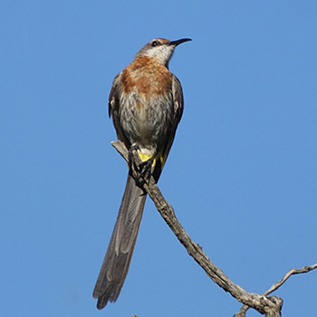 Gurney's Sugarbird
