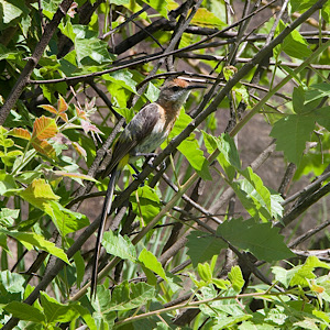 Gurney's Sugarbird