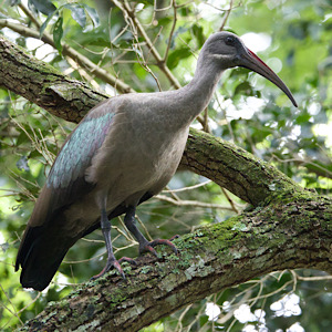 Hadada Ibis