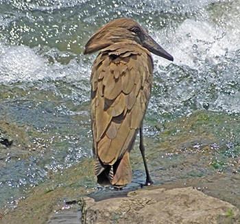 Hamerkop