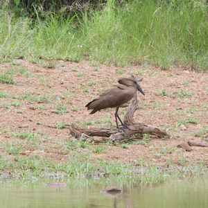 Hamerkop