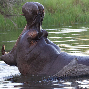 Hippopotamus