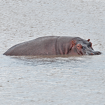 Hippopotamus