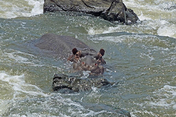Hippopotamus