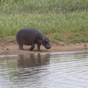 Hippopotamus