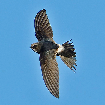 Horus Swift