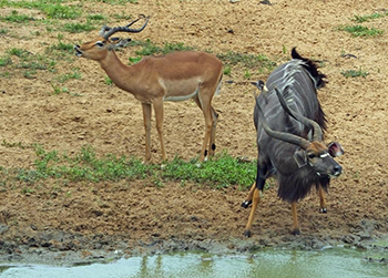 Impala and Nyala