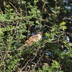 Kalahari Scrub-robin
