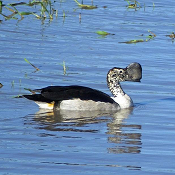 Knob-billed Duck