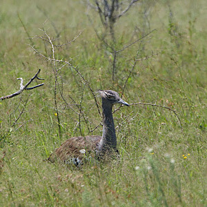 Kori Bustard