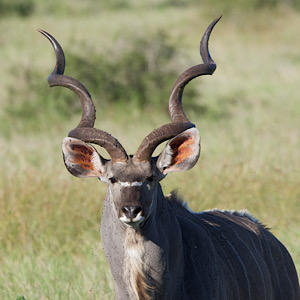 Kudu