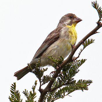 Lemon-breasted Seedeater