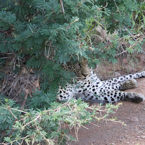 Leopard