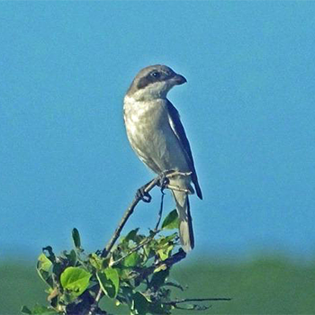 Lesser Grey Shrike