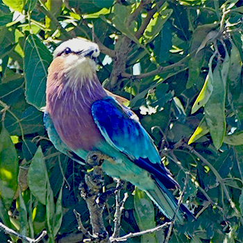 Lilac-breasted Roller