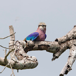 Lilac-breasted Roller