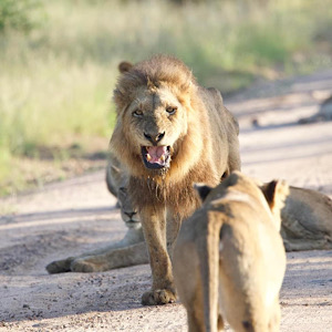 Lion