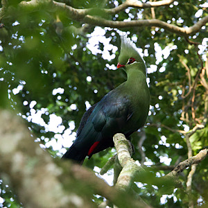 Livingstone's Turaco