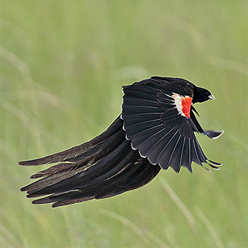 Long-tailed Widowbird