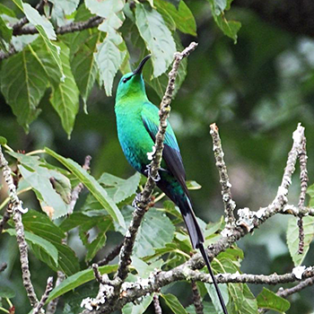 Malachite Sunbird