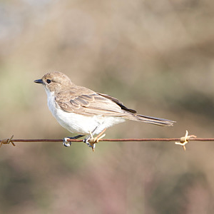 Mariqua Flycatcher