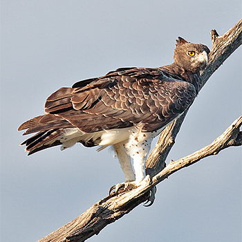 Martial Eagle