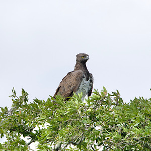 Martial Eagle