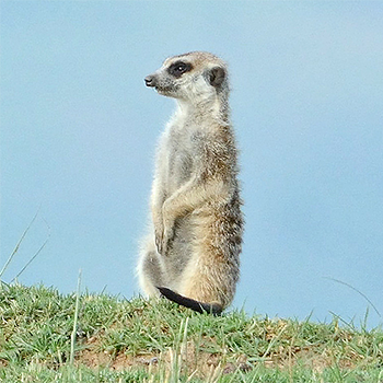 Meerkat