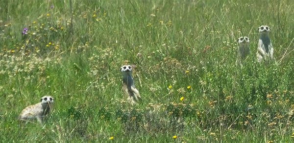 Meerkats