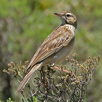 Mountain Pipit