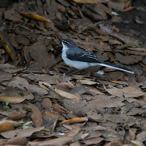 Mountain Wagtail