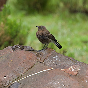 Mountain Wheatear