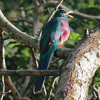 Narina Trogon