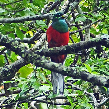Narina Trogon
