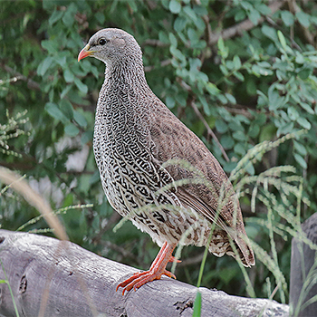 Natal Francolin
