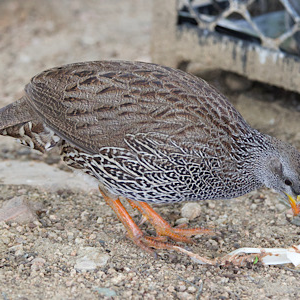 Natal Spurfowl