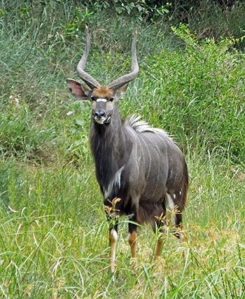 Nyala