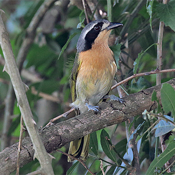 Olive Bushshrike