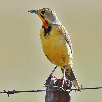 Orange-throated Longclaw