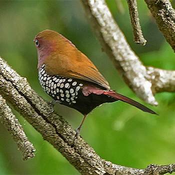Pink-throated Twinspot