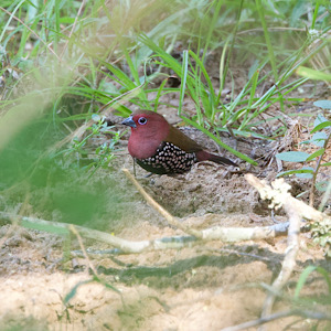 Pink-throated Twinspot