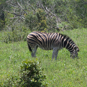 Plains Zebra