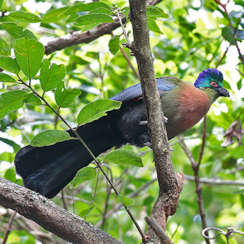Purple-crested Turaco